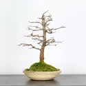 CHARME "Carpinus" 3-4