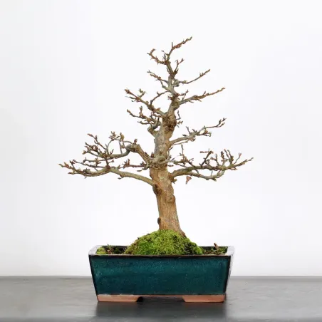 CHARM "Carpinus" 3-5