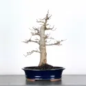 CHARME "Carpinus" 3-8
