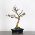 CHARME "Carpinus" 4-1