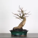 CHARME "Carpinus" 4-2