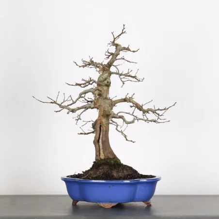 Bonsai Charmes CH-4-3