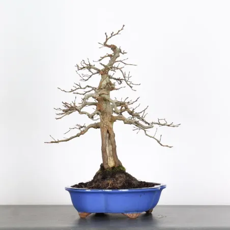 image supplémentaire - CHARME "Carpinus" 4-3