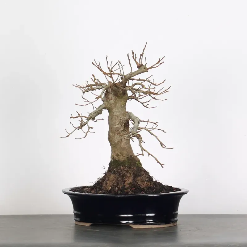 image supplémentaire - CHARME "Carpinus" 4-5