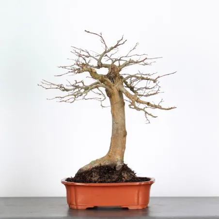 CHARME "Carpinus" 5-1