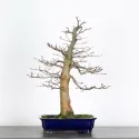 CHARME "Carpinus" 5-4