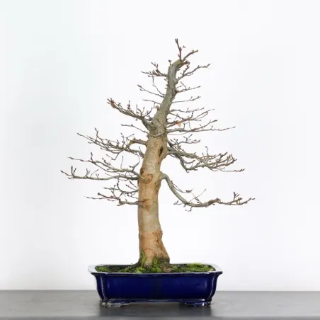 Bonsai Charmes CH-5-4