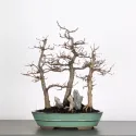 CHARME FORET "Carpinus" 1-2