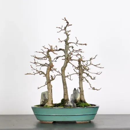 Bonsai Charmes Forêt CHF 1-7