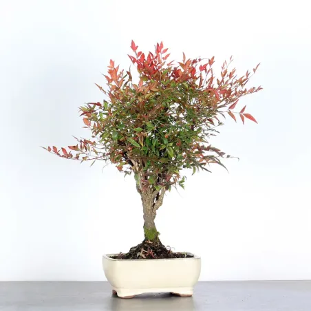 NANDINA "SACRED BAMBOO" 2-15