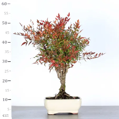 image supplémentaire - NANDINA "SACRED BAMBOO" 2-15