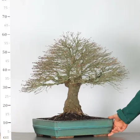 image supplémentaire - Érable "ACER KIYOHIME"1-11