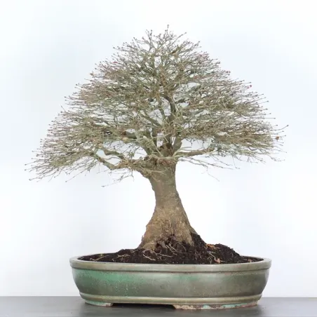 image supplémentaire - Érable "ACER KIYOHIME" 1-14