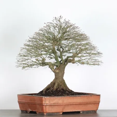 Érable "ACER KIYOHIME 2-6