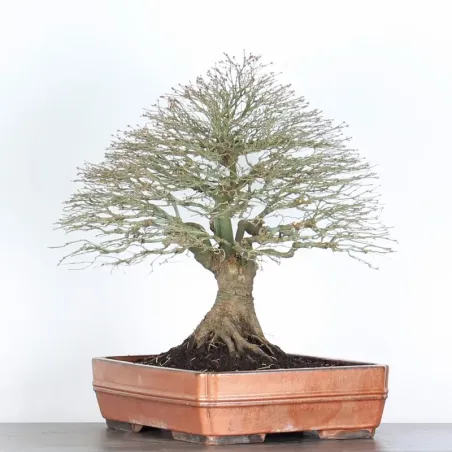 image supplémentaire - Érable "ACER KIYOHIME 2-6