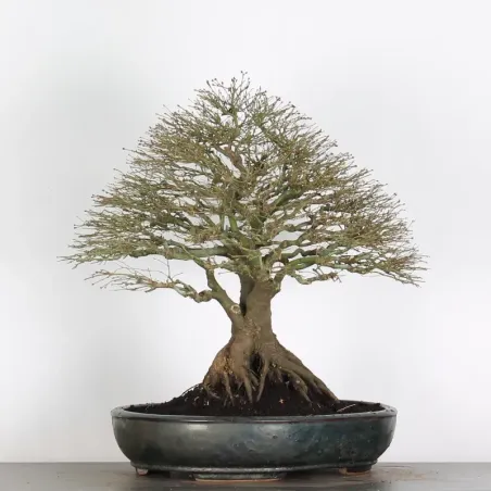 image supplémentaire - ACER KIYOHIME 2-8