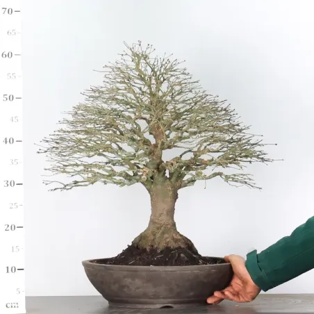 image supplémentaire - ACER KIYOHIME AK-2-12