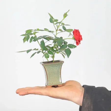 image supplémentaire - ROSIER "MINI" EN POT 1-7