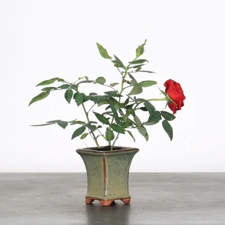 ROSIER "MINI" EN POT 1-7