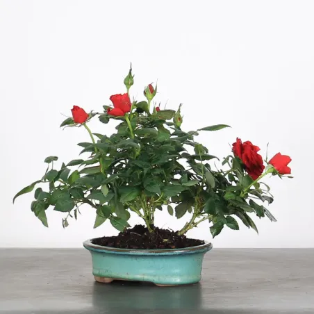 ROSIER "MINI" EN POT 1-8