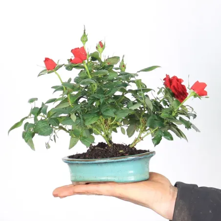 image supplémentaire - ROSIER "MINI" EN POT 1-8