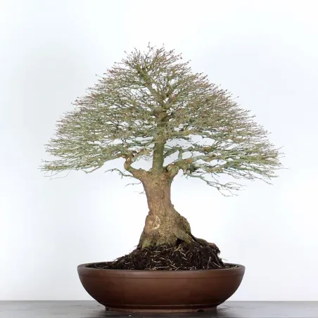 Érable japonais "ACER KIYOHIME" 5-7