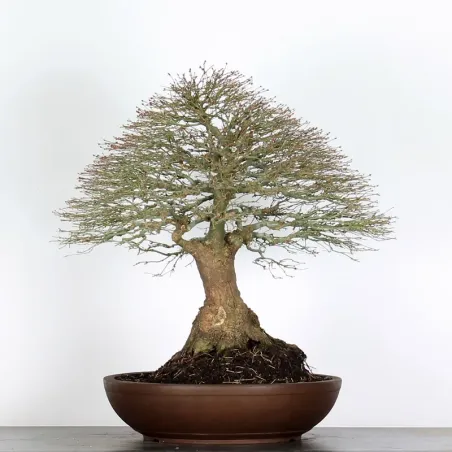 image supplémentaire - Érable japonais "ACER...