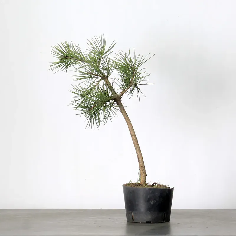 image supplémentaire - PINUS SYLVESTRIS 1-3
