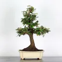 BONSAI ELAEAGNUS PUNGEN 1-2
