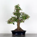 BONSAI ELAEAGNUS PUNGEN 1-5