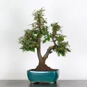 BONSAI ELAEAGNUS PUNGEN 1-7