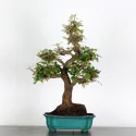 BONSAI ELAEAGNUS PUNGEN 1-9