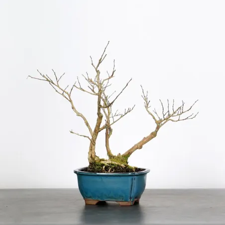 Bonsai Lagestroenia
