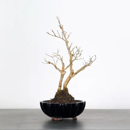 image supplémentaire - LAGERSTROEMIA 1-9