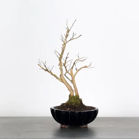 LAGERSTROEMIA 1-9