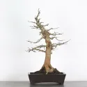 CHARME "Carpinus" 1-8