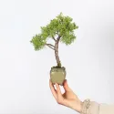 GENÉVRIER SHOHIN "JUNIPERUS CHINENSIS KISHU" 1-3