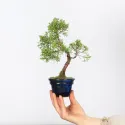 GENÉVRIER SHOHIN "JUNIPERUS CHINENSIS KISHU" 1-5