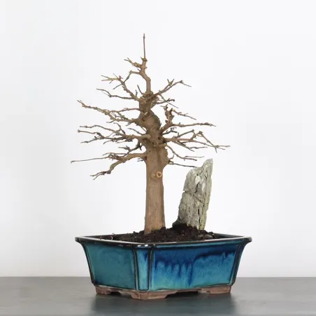 image supplémentaire - Érable avec roche "ACER...