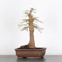 Érable "ACER BUERGÉRIANUM" 2-1