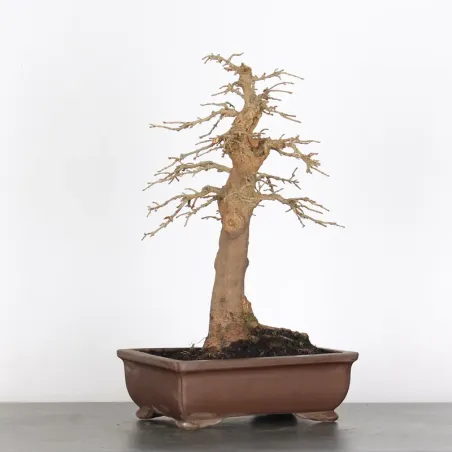 image supplémentaire - OFFRE D'AUTOMNE Érable...