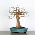Érable "ACER BUERGÉRIANUM" 3-1