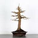 Érable "ACER BUERGÉRIANUM" 3-2