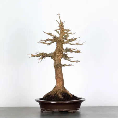 image supplémentaire - Autumn offer mapple "acer...