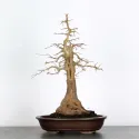 Érable "ACER BUERGÉRIANUM" 3-4