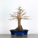 Érable "ACER BUERGÉRIANUM" 3-5