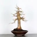 Érable "ACER BUERGÉRIANUM" 3-6