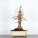 Érable "ACER BUERGÉRIANUM" 3-7