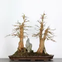 Érable "ACER BUERGÉRIANUM" 3-8