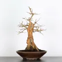 Érable "ACER BUERGÉRIANUM" 3-9